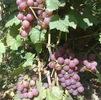 Chasselas Rose