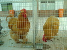 DSC08406