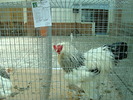 DSC08412