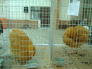 DSC08414
