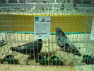 DSC08448