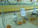 DSC08477