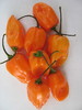 orange habanero