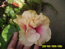 hibiscus jojanna boulin