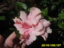 hibi roz