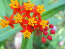 asclepias