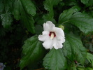 hibiscus de gradina