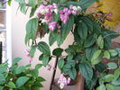 clerodendron