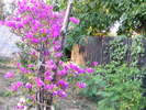 Bougainvillea