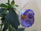 Achimenantha Blue David 8