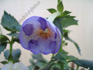Achimenantha Blue David 9