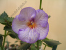 Achimenantha Blue David 11