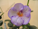 Achimenantha Blue David 12