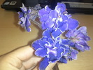 Florile sunt mov, nu albastre :)