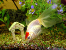Cleo-my White Crucian