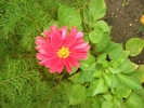 dahlia din seminte