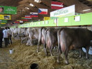 frumoase vaci si expozitia