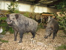 Riedmesse 070