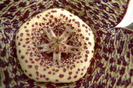 variegata v. palida