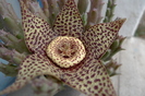 variegata v. palida