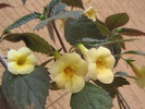Yellow Beauty