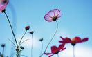 1440x900_Blue_Sky_Flowers_HM027_350A