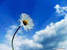 flower sky wallpaper image photo pic