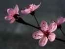 plum-blossoming-wallpapers_9522_1024x768