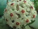 hoya