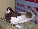 IMG00073-20100909-1529