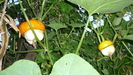 tartacute  ciupercute in 5 sept 2010