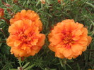 5 septembrie 061