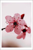 cherry blossom :X