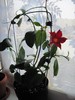 dipladenia