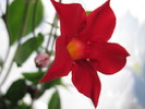 dipladenia