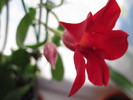 dipladenia