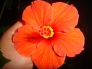 flori 2010 014
