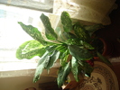 flori 2010 015