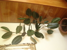 flori 2010 016