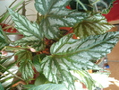 flori 2010 022