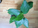 Aglaonema modestum