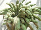 Chamaecereus