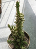 Austrocylindropuntia subulata