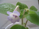 Episcia Blue Heaven 5