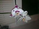 Image0647