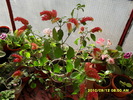 flori