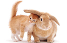 kitten-bunny-1250034i