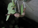 Ceropegia verrucosa - 10.09