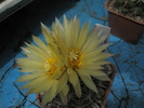 Coryphantha cornifera - flori