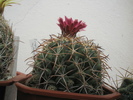 Coryphantha elephantidens - 12.09